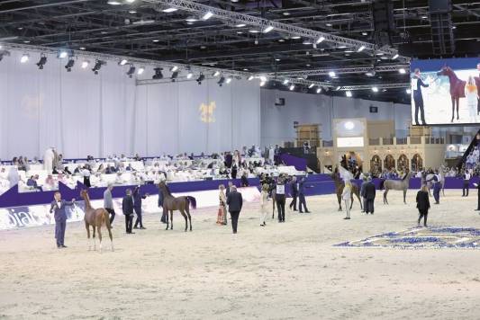 دبي الدوليّة للجواد العربي  تنطلق في دورتها الـ(20) الجمعة بمشاركة النخبة