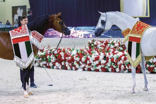 خيول الجواهر والنعيمي تحقّق ثنائية ذهبية في ختام (الإمارات للخيل العربية)
