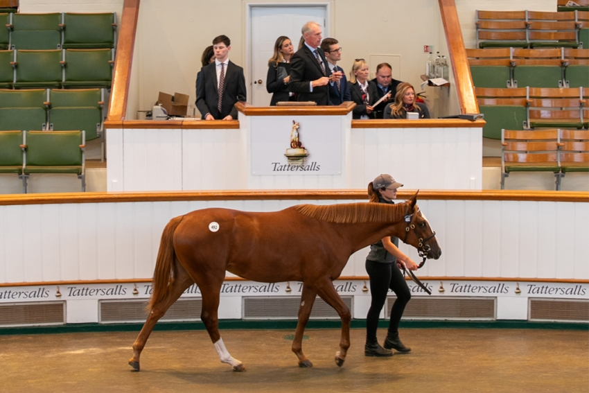 Magnificent 7 for Shadwell as ‘lovely’ Frankel filly steals the show