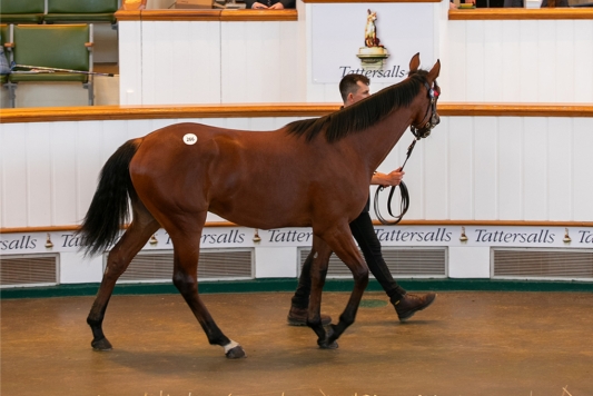 “A horse to enhance Godolphin” – outstanding colt heading to Appleby