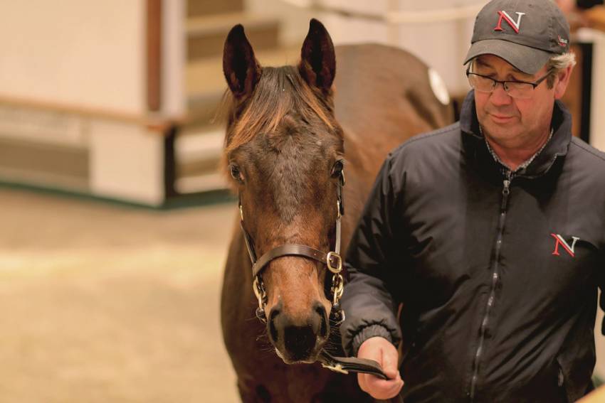 SHADWELL ADD SEVEN FOALS AS RESTOCK GATHERS MOMENTUM